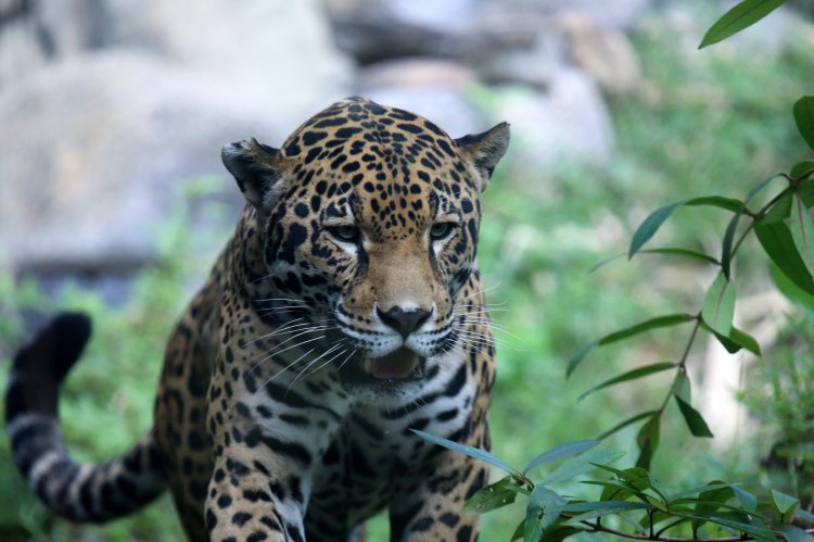 JAGUAR by Cuatrok 77. CC BY-NC-SA 2.0