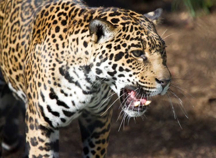 Jaguar by Nathan Rupert. CC BY-NC-ND 2.0. This is not the individual who was recently photographed in Arizona. To view that image, follow this link.
