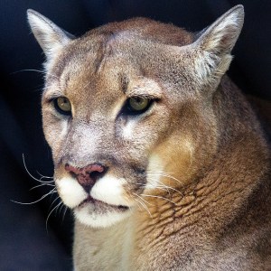 An Elegant Predator by Jason Devaun. CC BY-ND 2.0