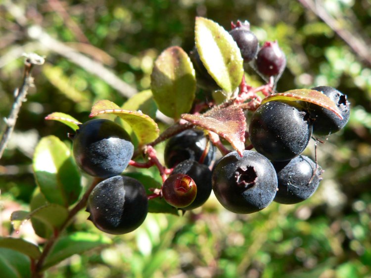 Huckleberries are every bit as delicious as they look. Huckleberries by OutdoorPDK. CC BY-NC-SA 2.0