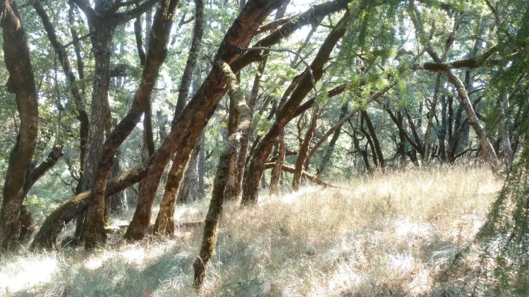 A stand up beautiful oak trees on Kyle Keegan's Fool's Farm.