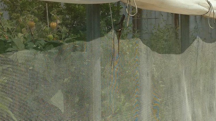 An enchanting little lizard on Kyle's greenhouse. It is a wonder that I learned anything on this trip, since I was always looking for wildlife.