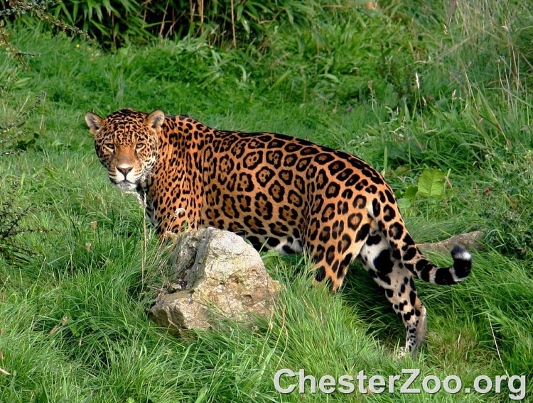 Jaguar by Chester Zoo. CC BY-ND 2.0 