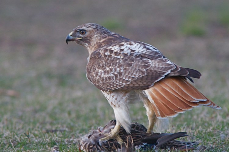 Red-tailed Hawk with Mallard Prey by Henry T. McLin. CC BY-NC-ND 2.0