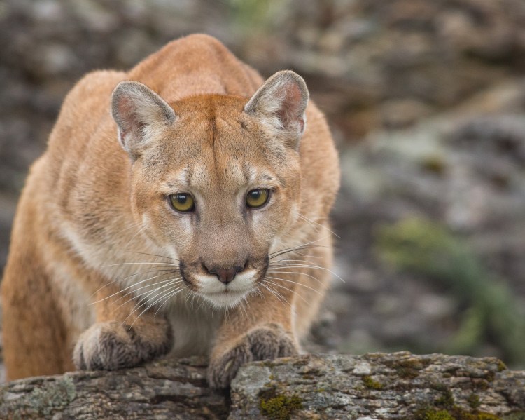 I do not think any censuses have been performed recently, but mountain lions (Puma concolor) appear to be plentiful in the Mattole. TD Mountain Lion-414-Edit-Edit by Frank Weigel. CC BY-NC-ND 2.0