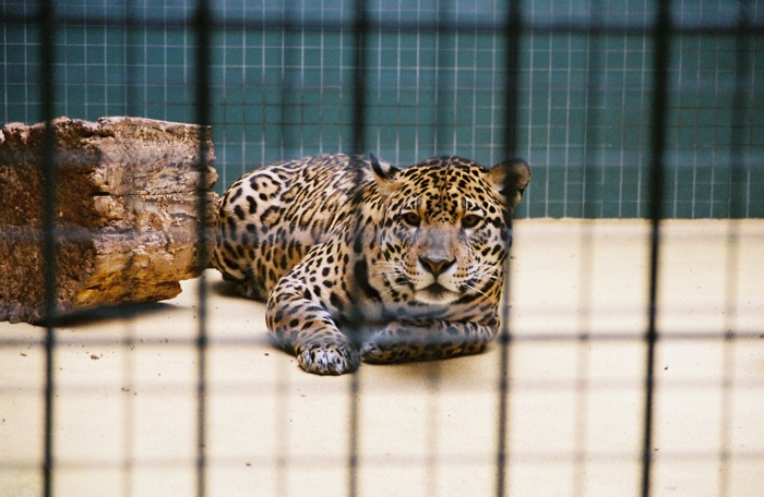 The proposed border wall would effectively trap jaguars and other wildlife south of the border. Jaguar by Martin Strauss. CC BY-NC-SA 2.0 