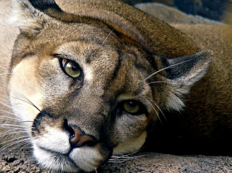 A puma (mountain lion) lying down and looking towards the camera.