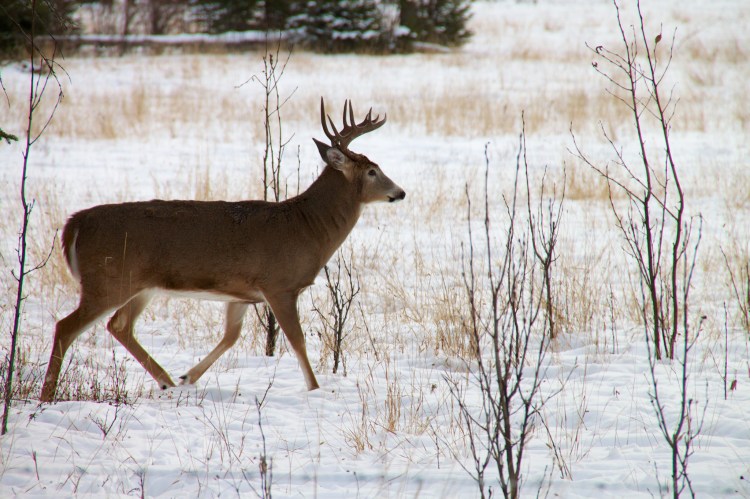 A white-tailed deer in the snow.