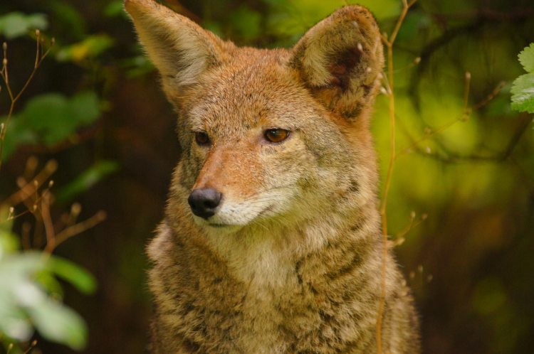 A portrait of a coyote.