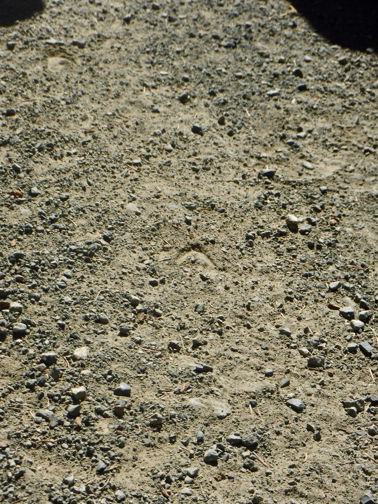 A deer track in a dirt road.