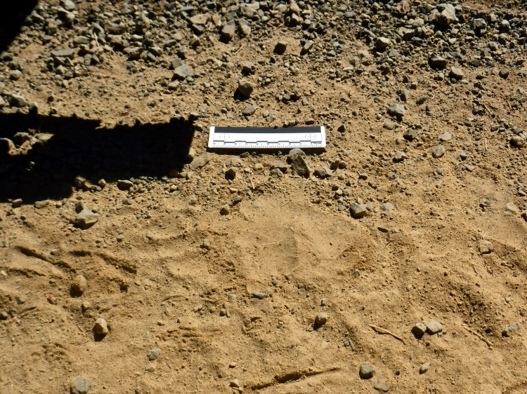 A black bear track in a dirt road with a ruler lying parallel to it.