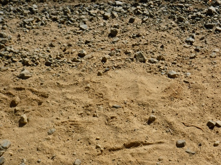 A black bear track on a dirt road.