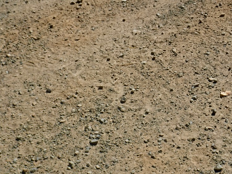 A snake track in a dirt road.