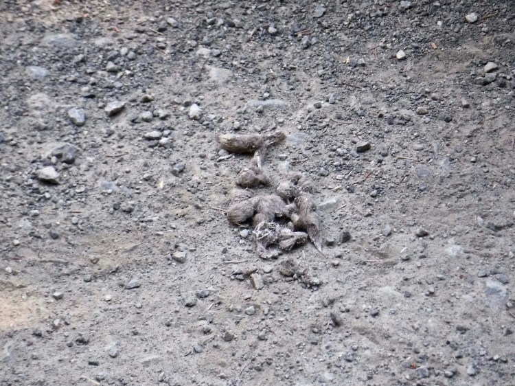 A pile of scat from a small black bear in a dirt road.