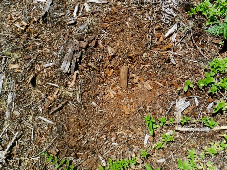 Looking down on a mountain lion scrape