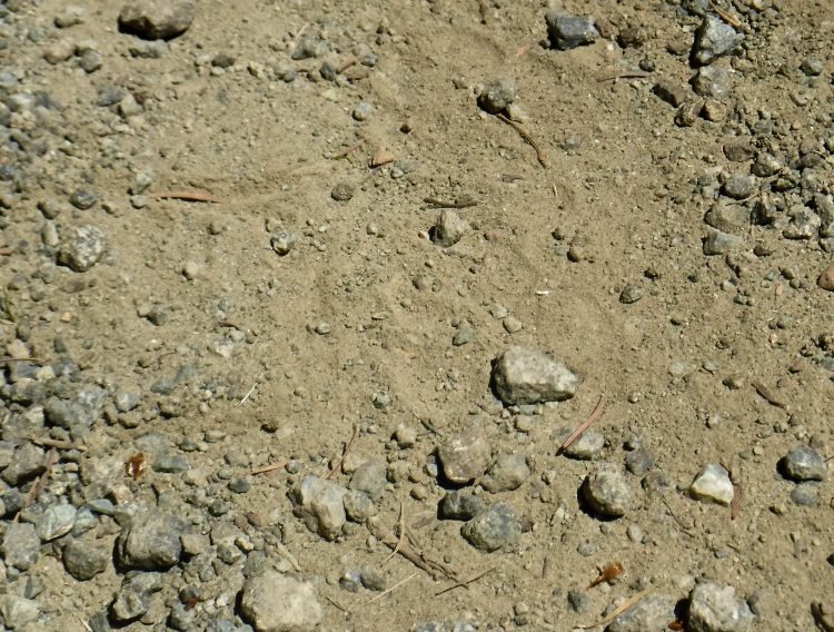 Coyote tracks in a dirt road.