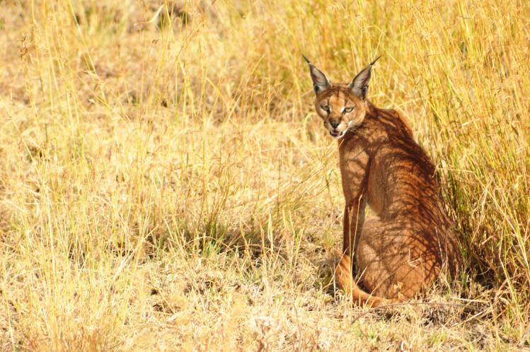 A caracal sitting in the grass.