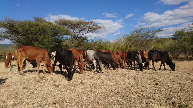 A herd of cattle in Tanzania.