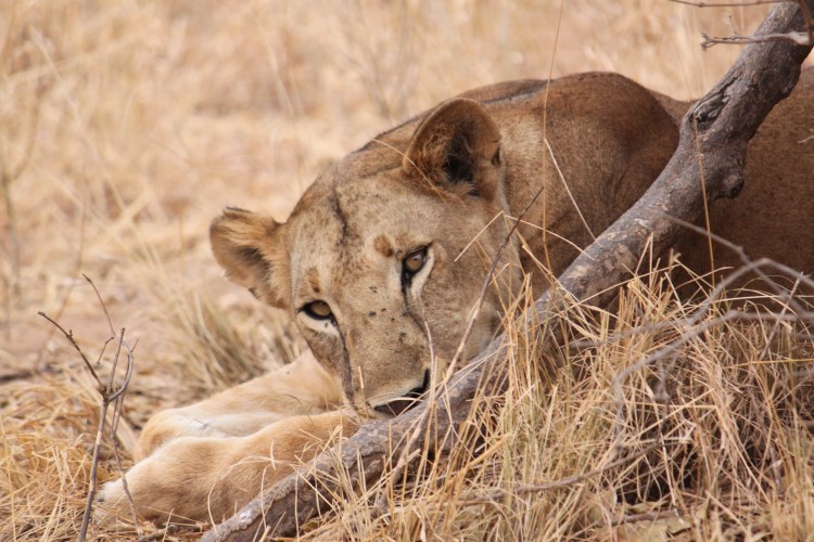 A lioness lying down.