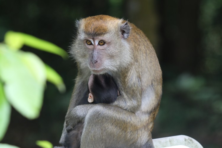 A mother long-tailed macaque holding her baby.