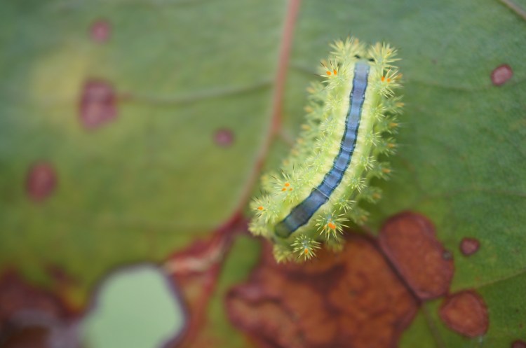 A nettle caterpillar on a leaf.