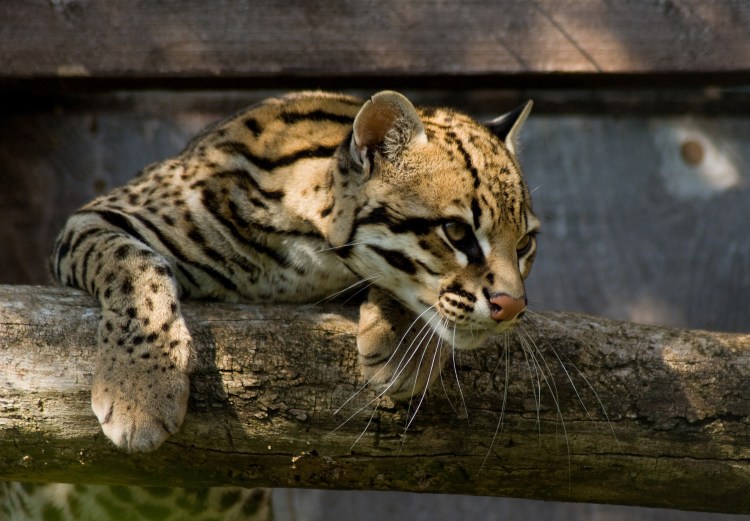 An ocelot on a branch.