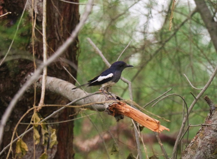 An oriental magpie robin on a branch.