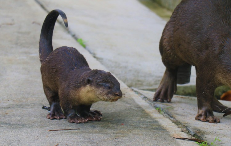 A baby otter!
