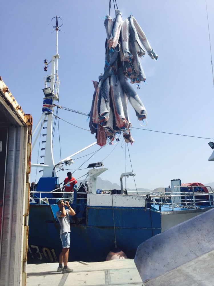 Fishing vessel unloads a haul of shark carcass’ into a refrigerated shipping container in Cabo Verde during Sharkwater: Extinction.