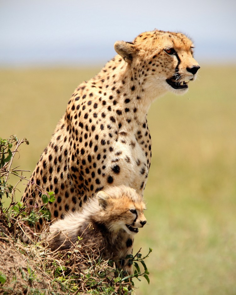 A mother cheetah with her cub.