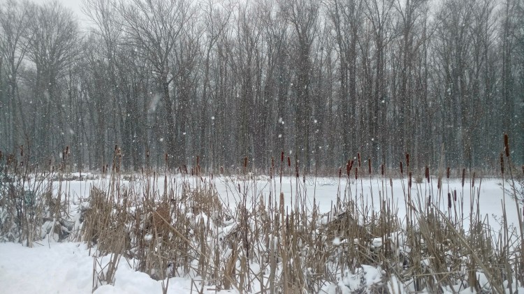 A snowy, frozen-over pond with a woodland in the background.
