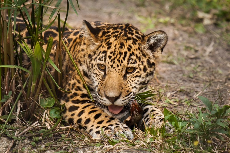 A jaguar cub.