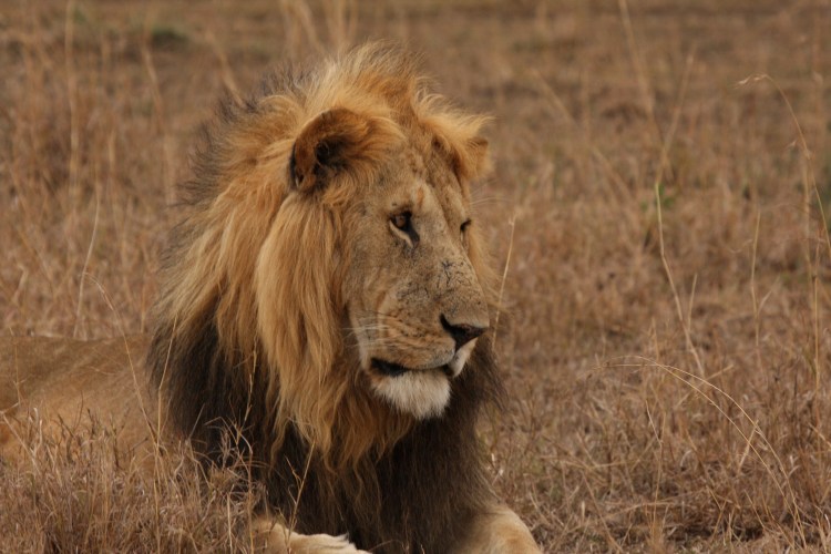 A male lions lying down in dry grass.