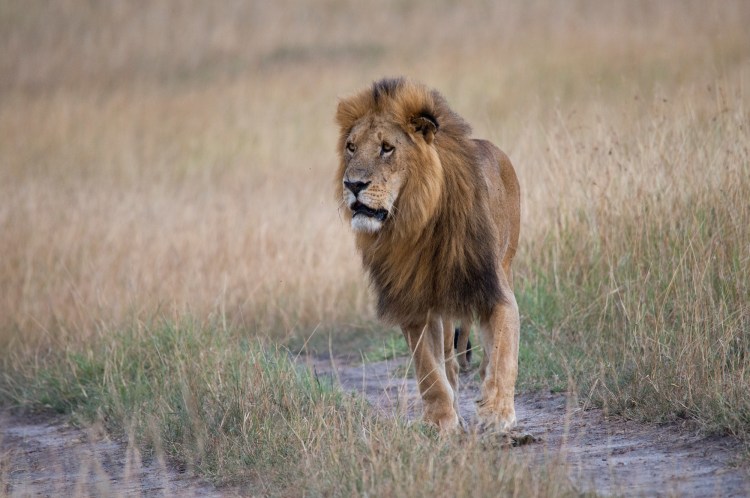 A male lion.