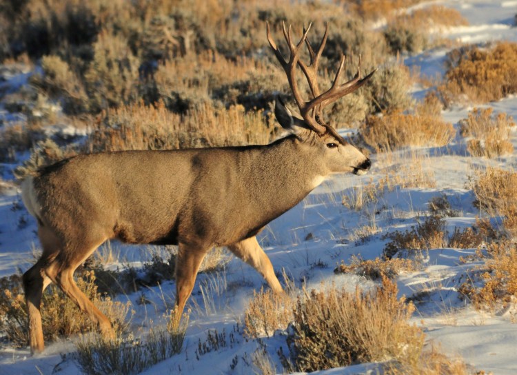A mule deer.