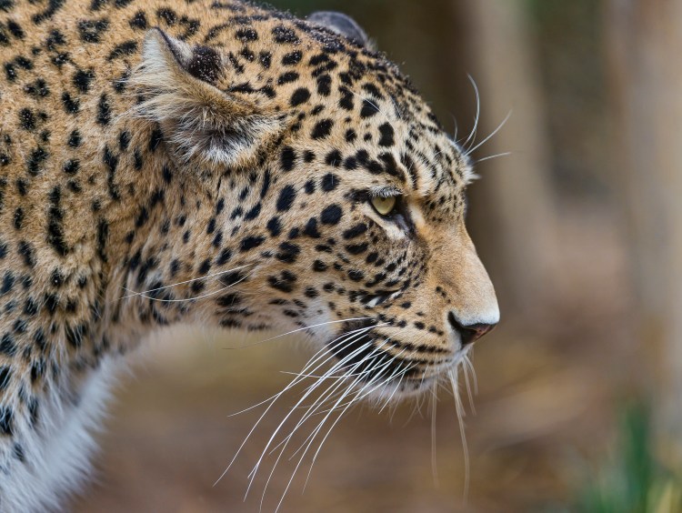 A Persian, or Caucasian, leopard.