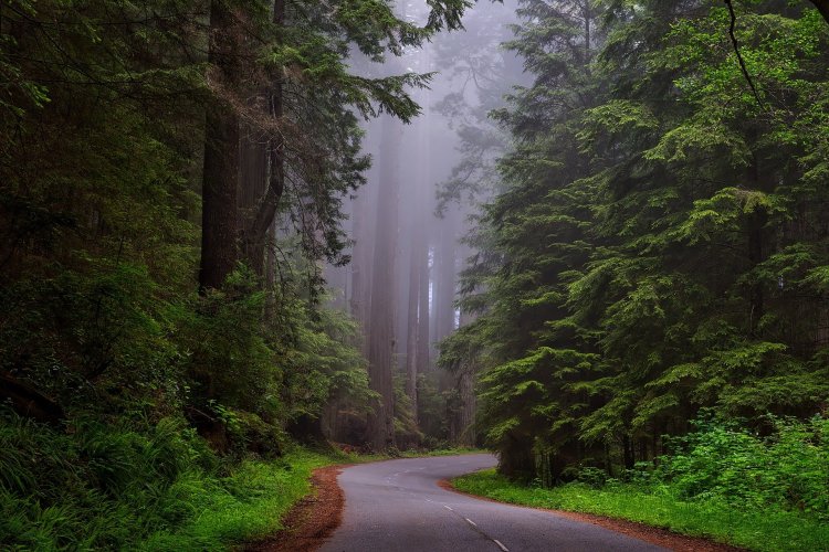 A road surrounded by trees in Redwood National Park,