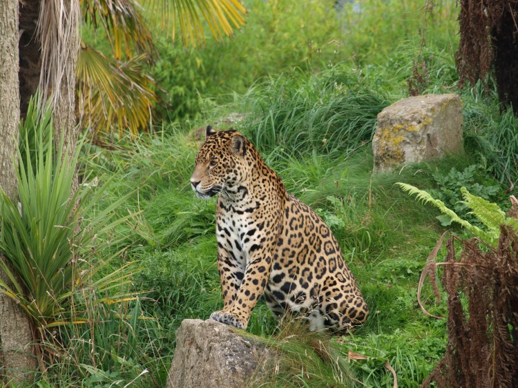 A jaguar sitting attentively in an exhibit at the Chester Zoo.