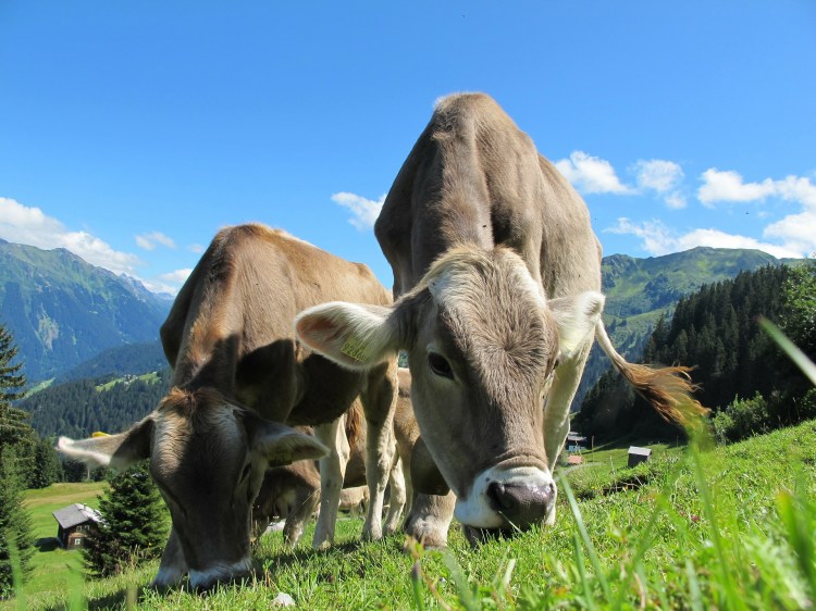 Two cows grazing in a mountain pasture.