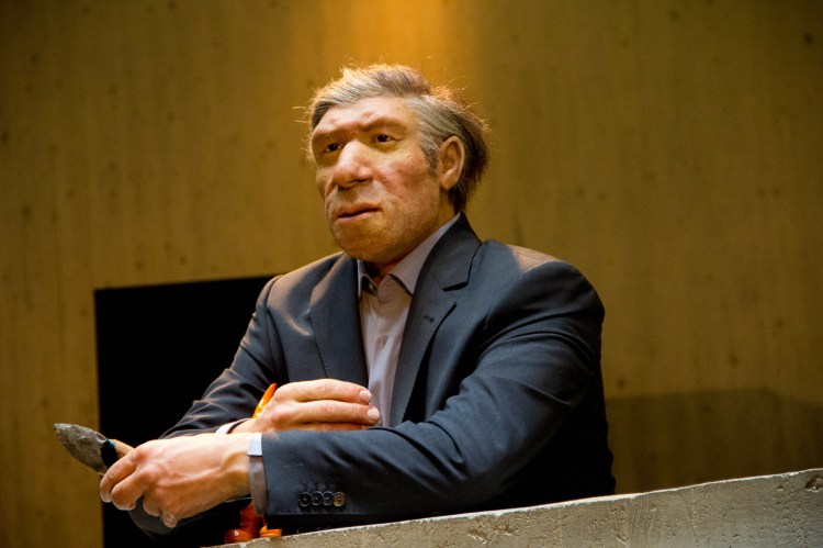 A wax figure of a Neanderthal in modern clothing.