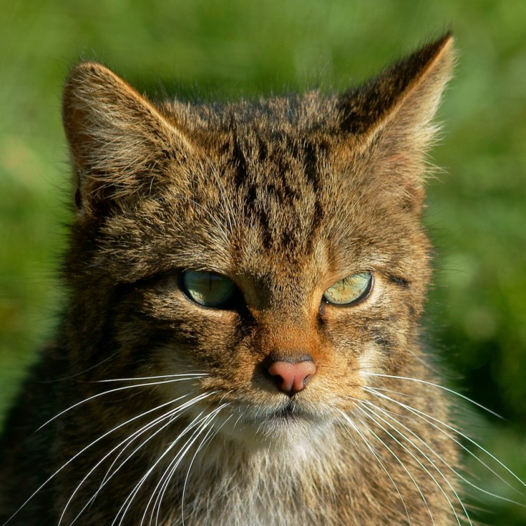 A Scottish wildcat.