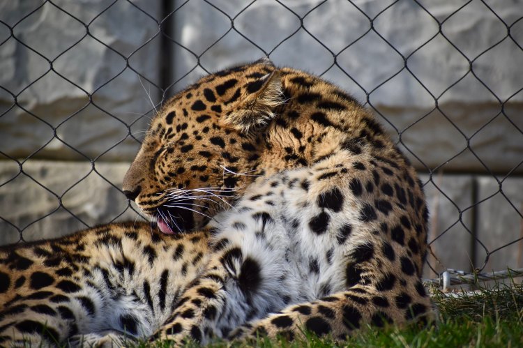 An Amur leopard