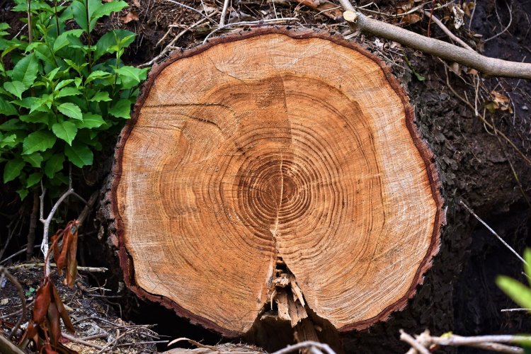 A chopped tree with distinctive rings.
