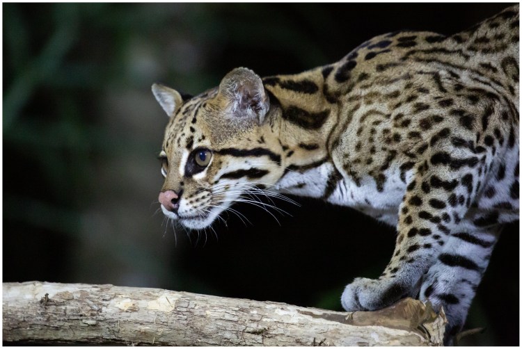 An ocelot