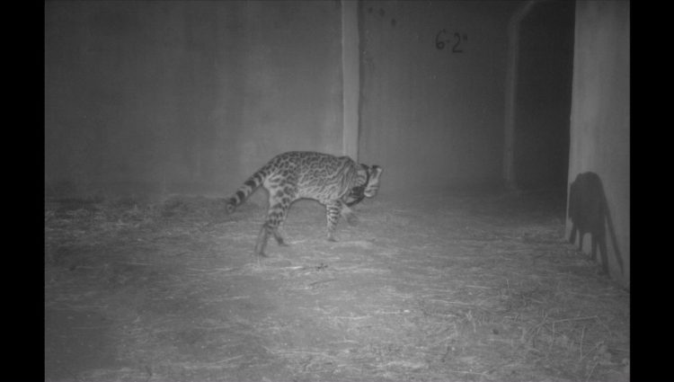An ocelot using a wildlife underpass.