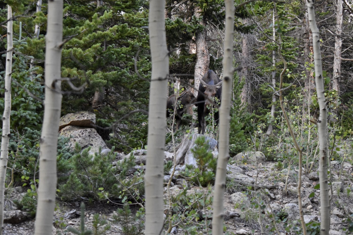 A mother moose and her calf.