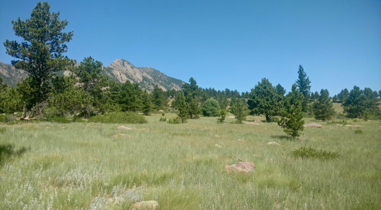 A field with mountains in the background.