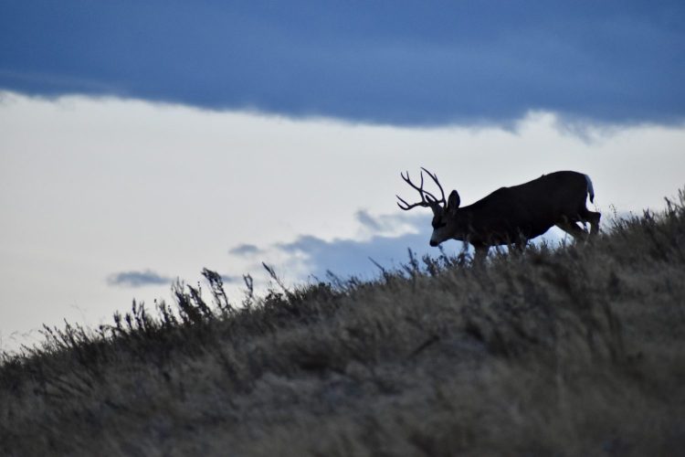 A mule deer at dusk.