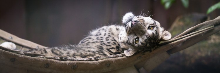 A snow leopard reclinging.
