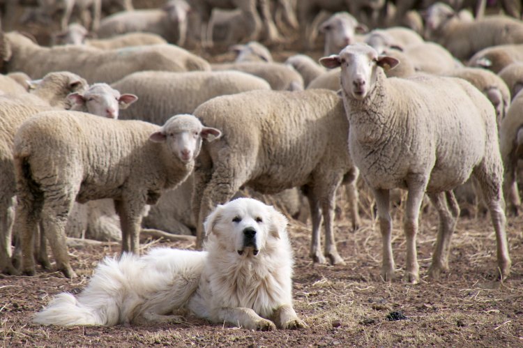 A sheep dog guarding a flock of sheep.